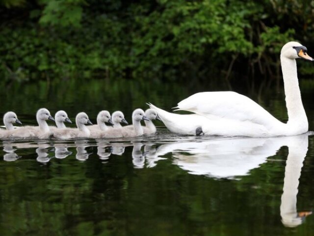 Cisne Branco