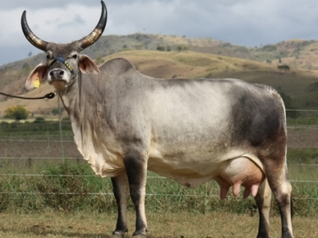 Gado Guzerá