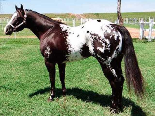 Appaloosa