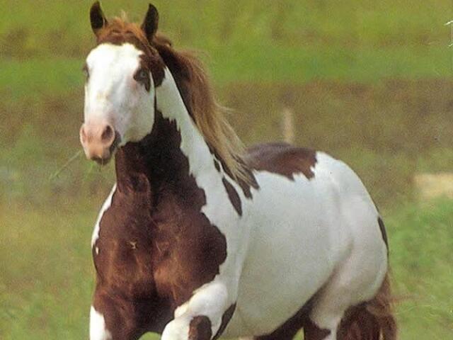 Paint Horse