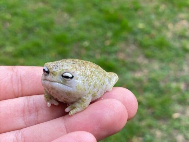 Froggo