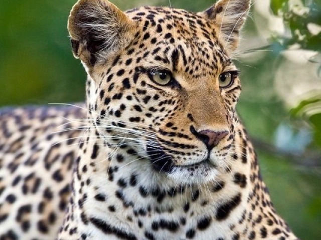 Leopardo