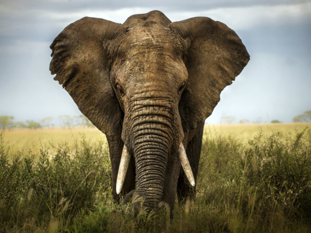 Elefante!!