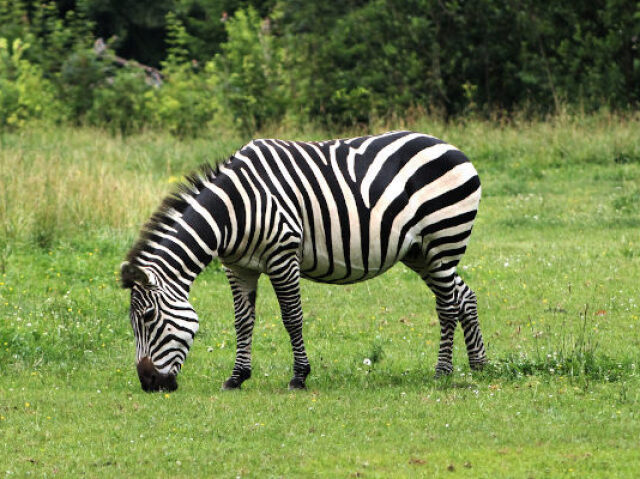 Zebra