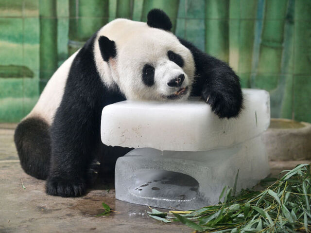 Panda!!!!