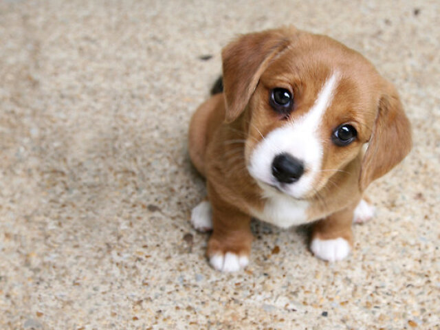 Cachorrinho!!!!!