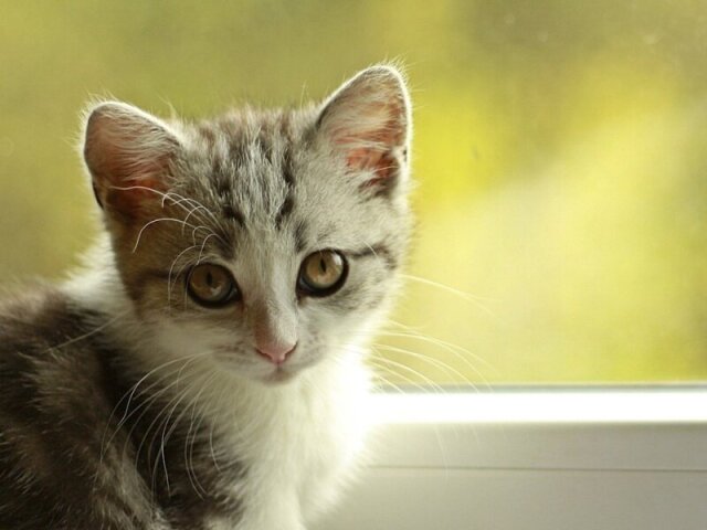 Gatinho!!!!!