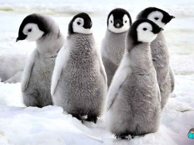 Pinguim!!!