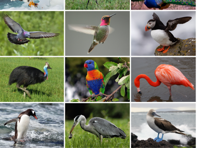 Perguntas sobre o trabalho de ciências- aves