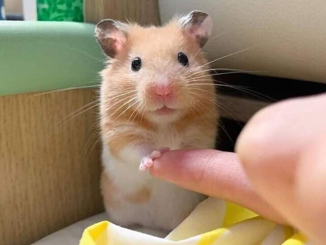 Hamster