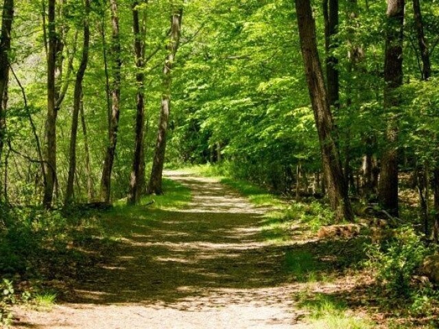 O caminho sinuoso e cheio de folhas através da floresta