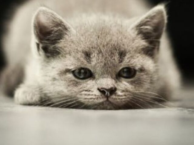 Gato
