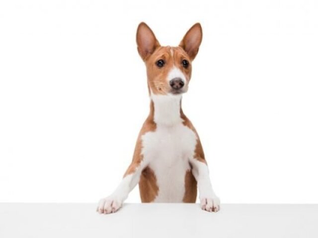 Cachorro