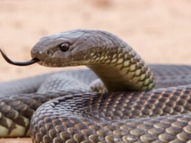 Cobra