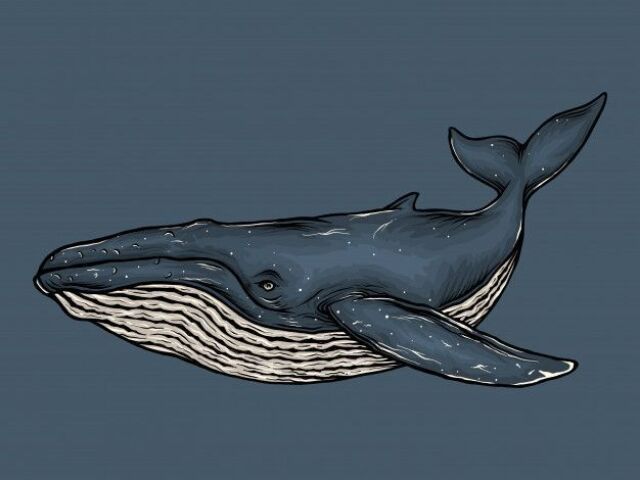 blue whale