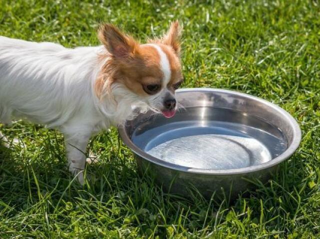 feed and give water to them