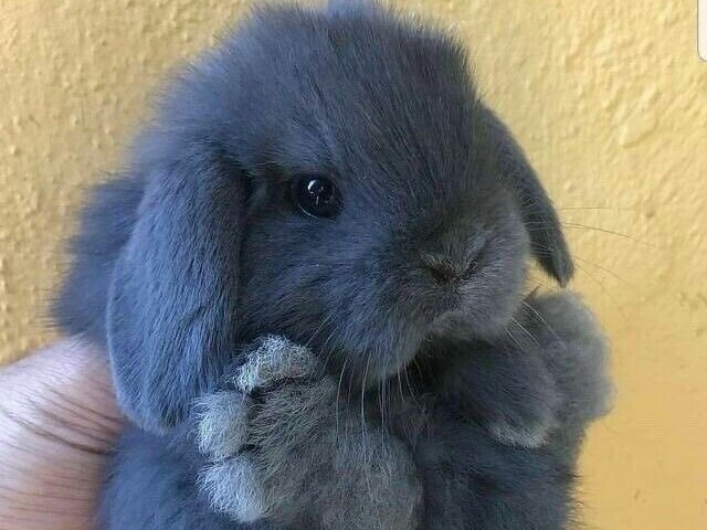 Coelhinhos cute cute<3
