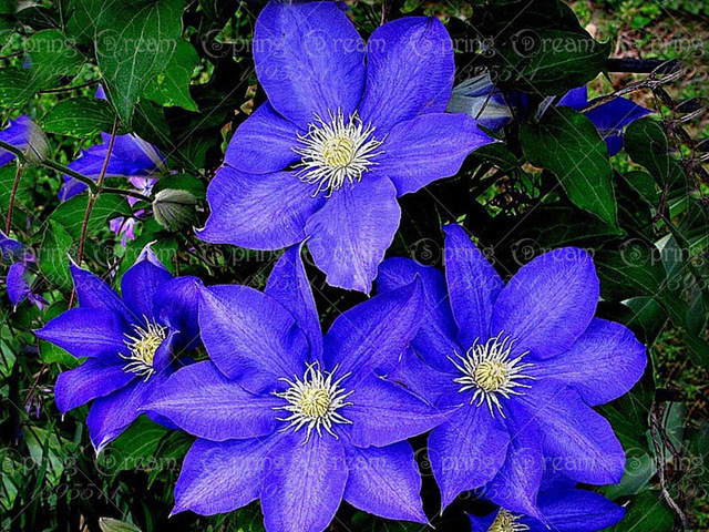 Clematis