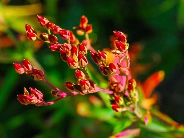 Rumex acetosella