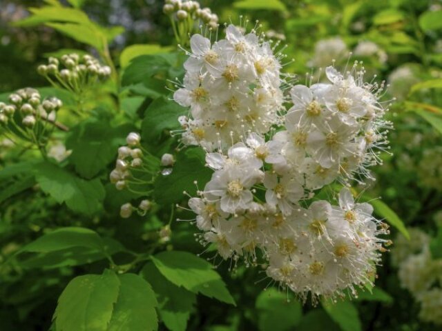 spiraea alba