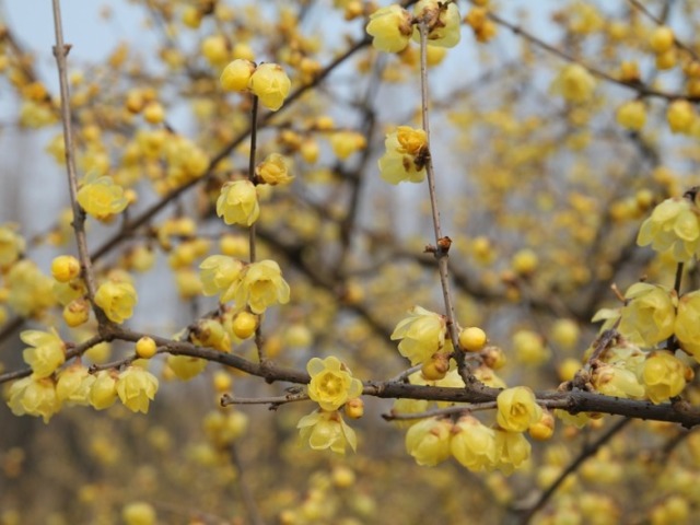 Chimonanthus praecox