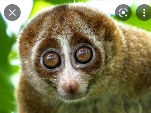 Slow loris