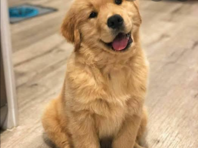 Golden Retriever