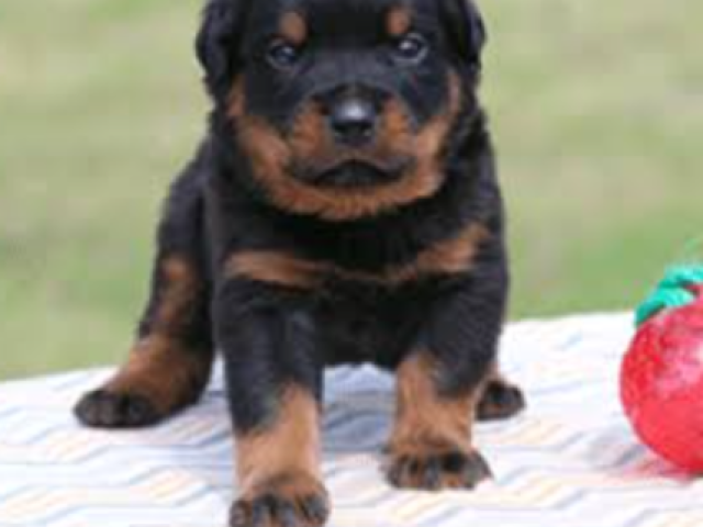 Rottweiler