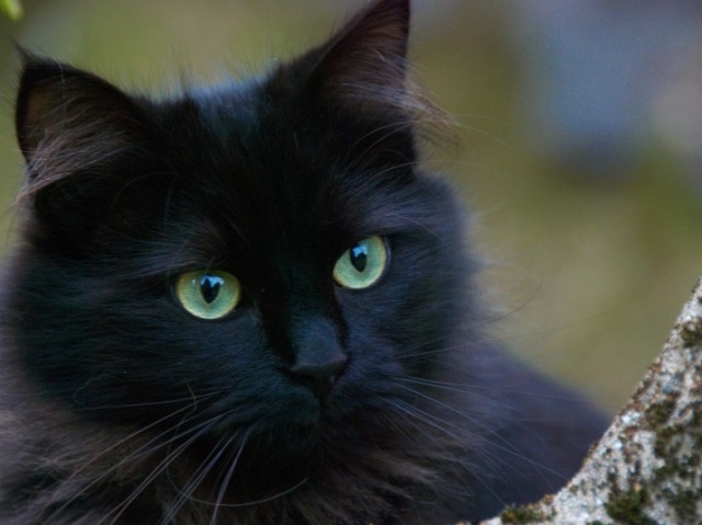 ~gato preto~ 
tenho um gato preto o nome dele e Eclipse