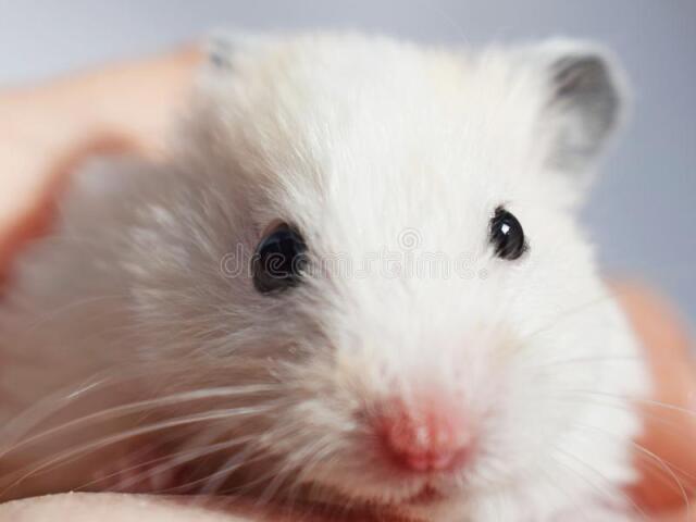 ~hamsters~
sao fofos, mas prefiro gatos