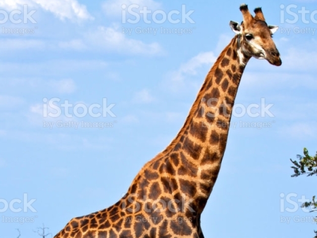 girafa