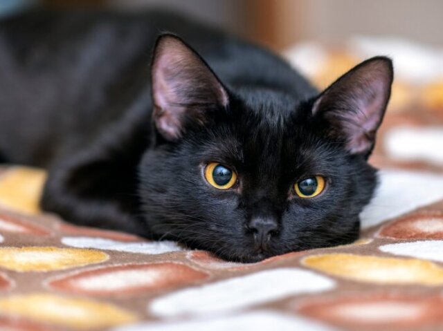 tenho um gato preto o nome dele e Eclipse