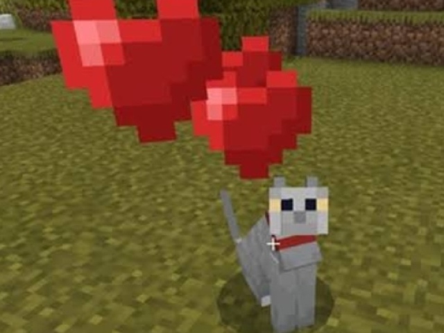 Gato