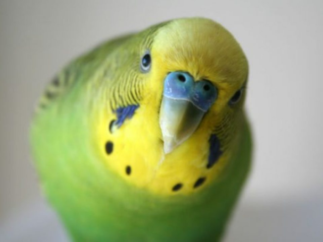 Piriquito