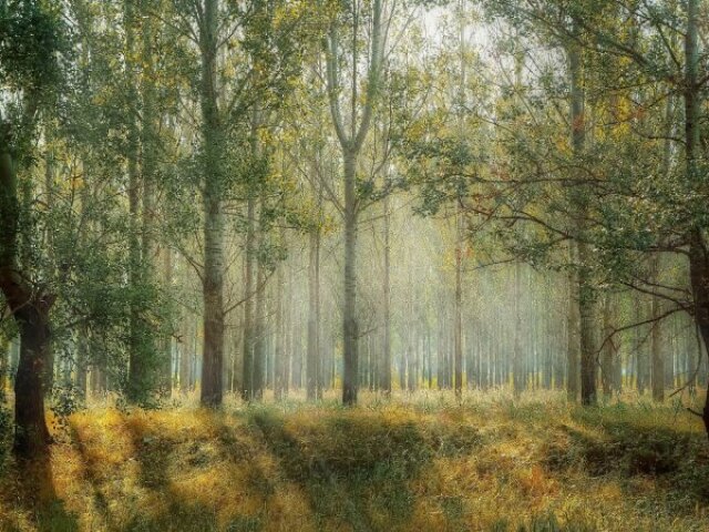 Floresta