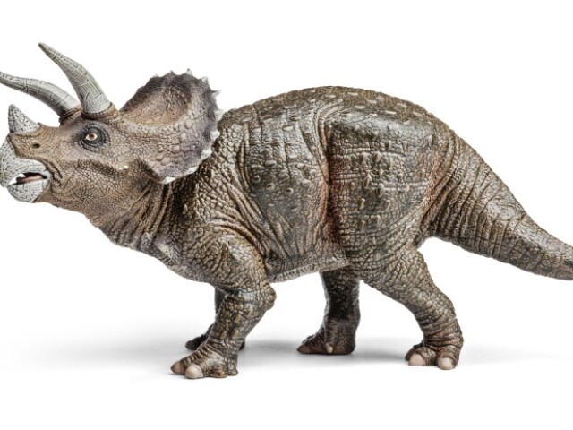 Triceratops