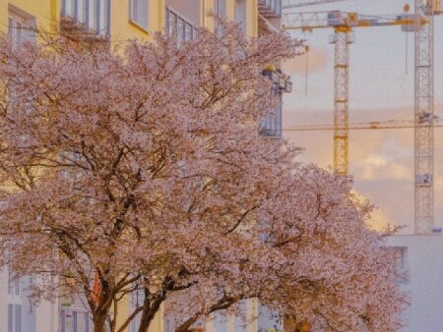 🌸