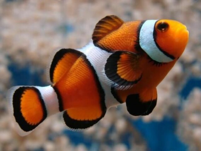 ~🐟