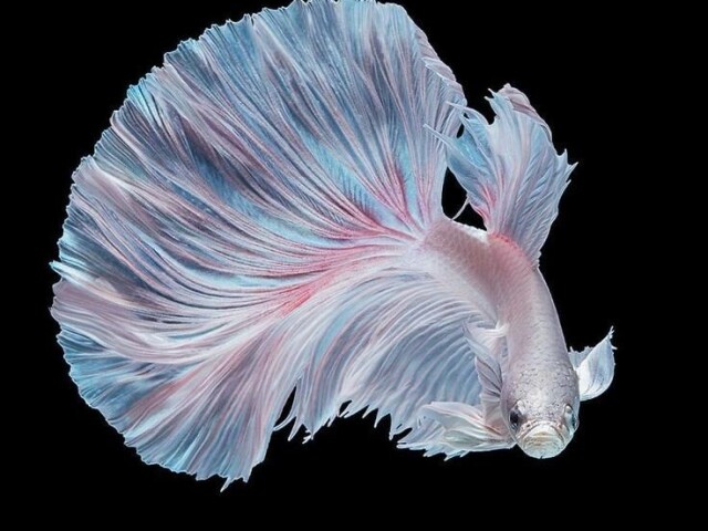 ~🐡