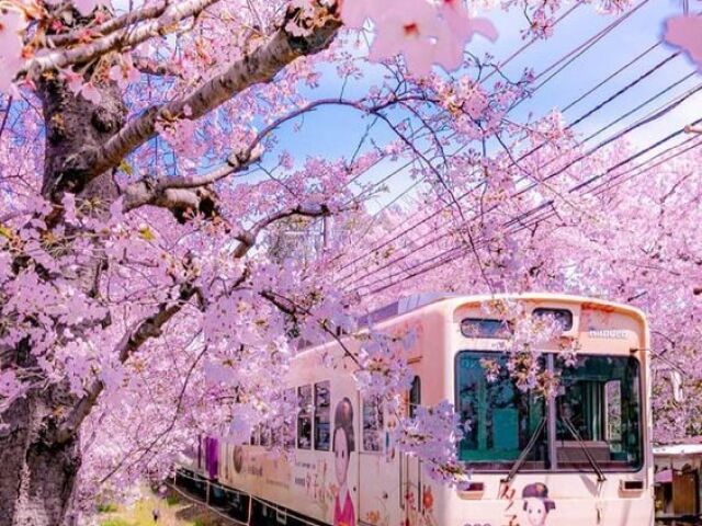 Perto de um trem onde tem muitasss arvores florecendo! Quase não tem ninguem lá