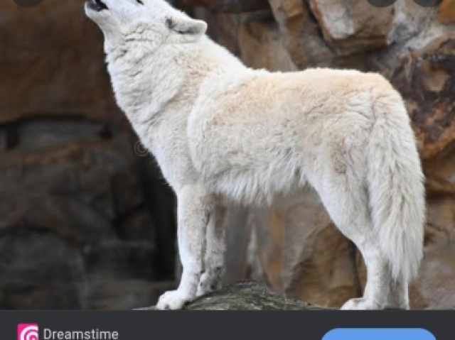 Uma pedra com um lobo uivando