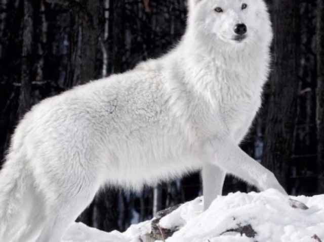 Um lobo em cima da pedra