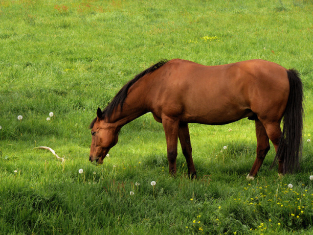 cavalo🐴