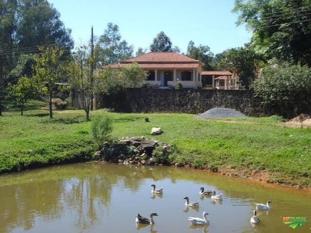 Fazenda cheio de patinho