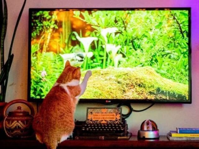 Televisão pequena+Brinde: 1 gato