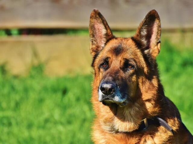 Um Cão guarda