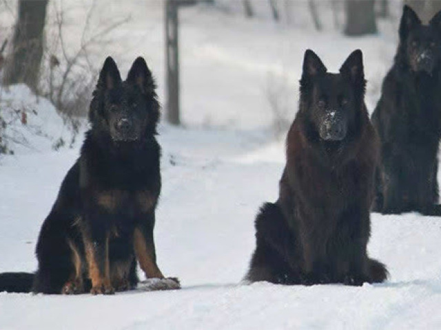 Você sabe que raça de cães são essas?