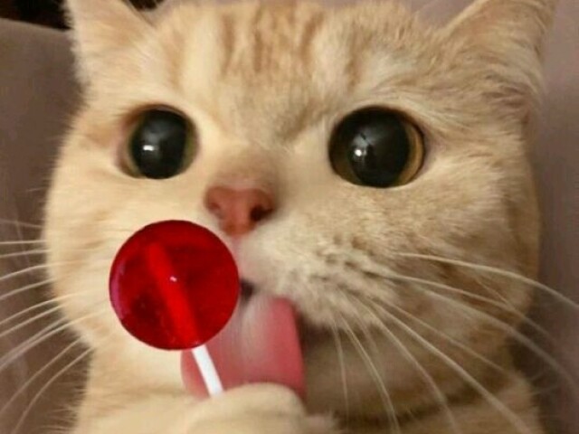 🐱Gato🐱