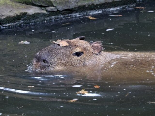 ✾Capivara✾