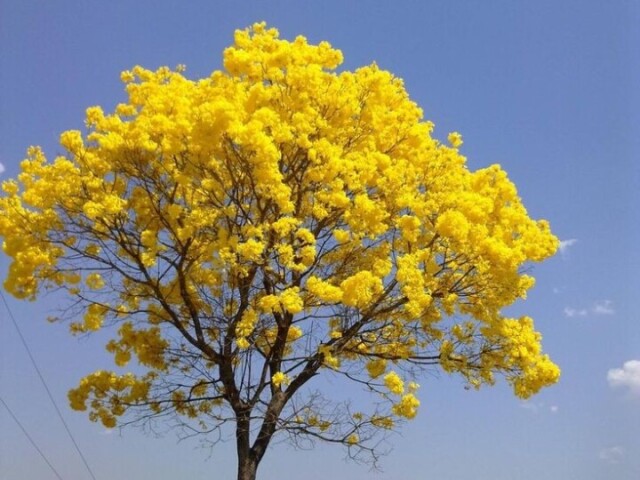 Amarelo